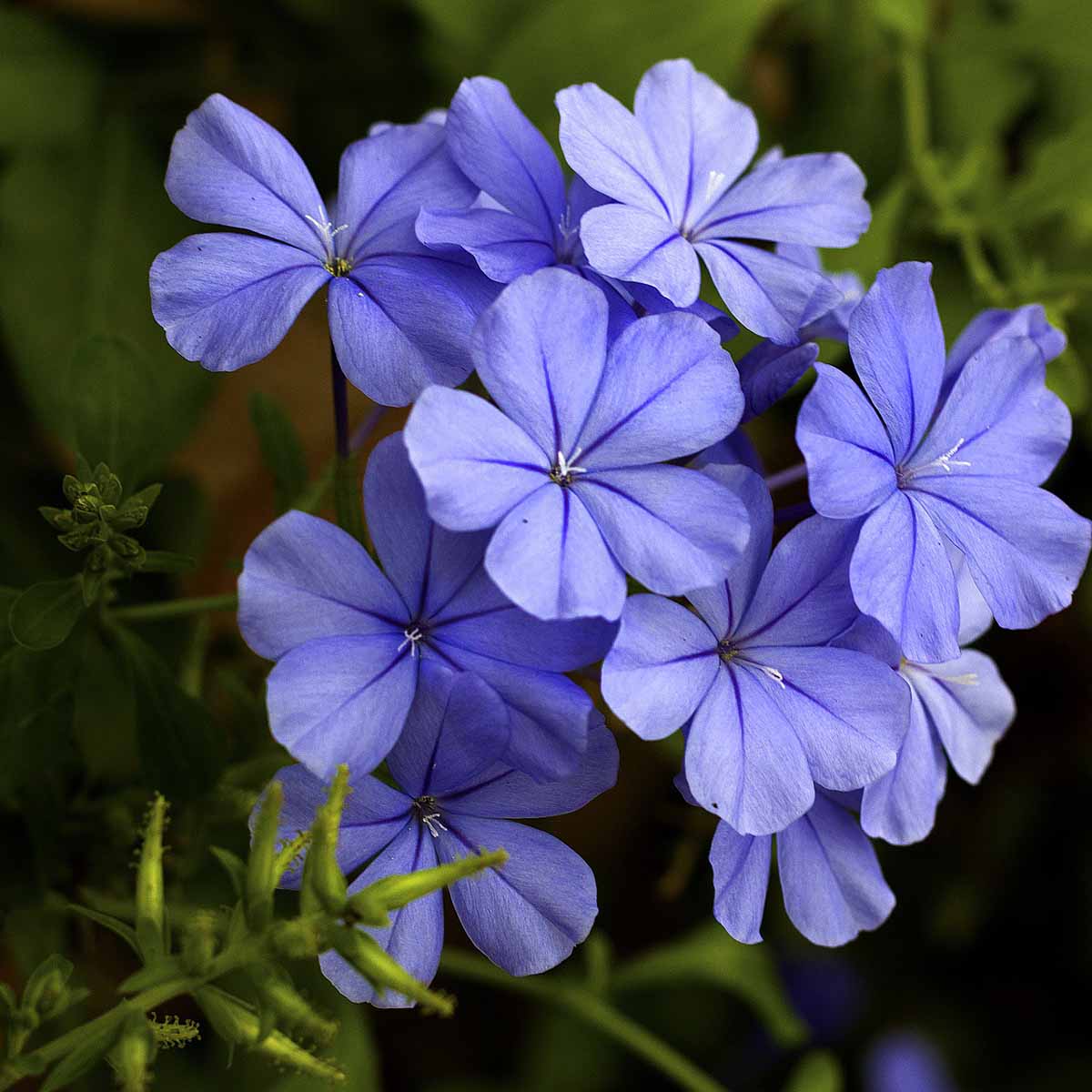 Plumbago auriculata