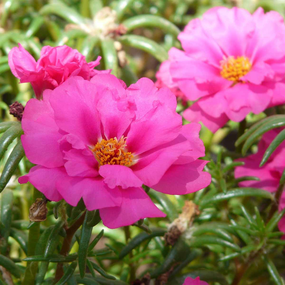 Portulaca grandiflora