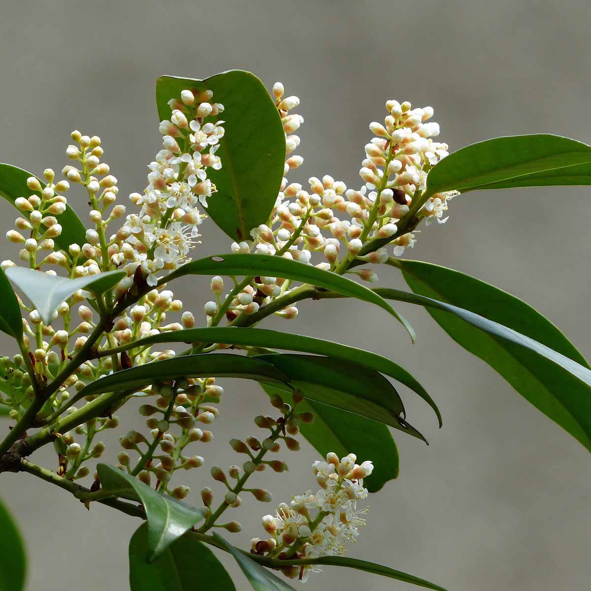 Prunus laurocerasus ‘Otto Luyken’