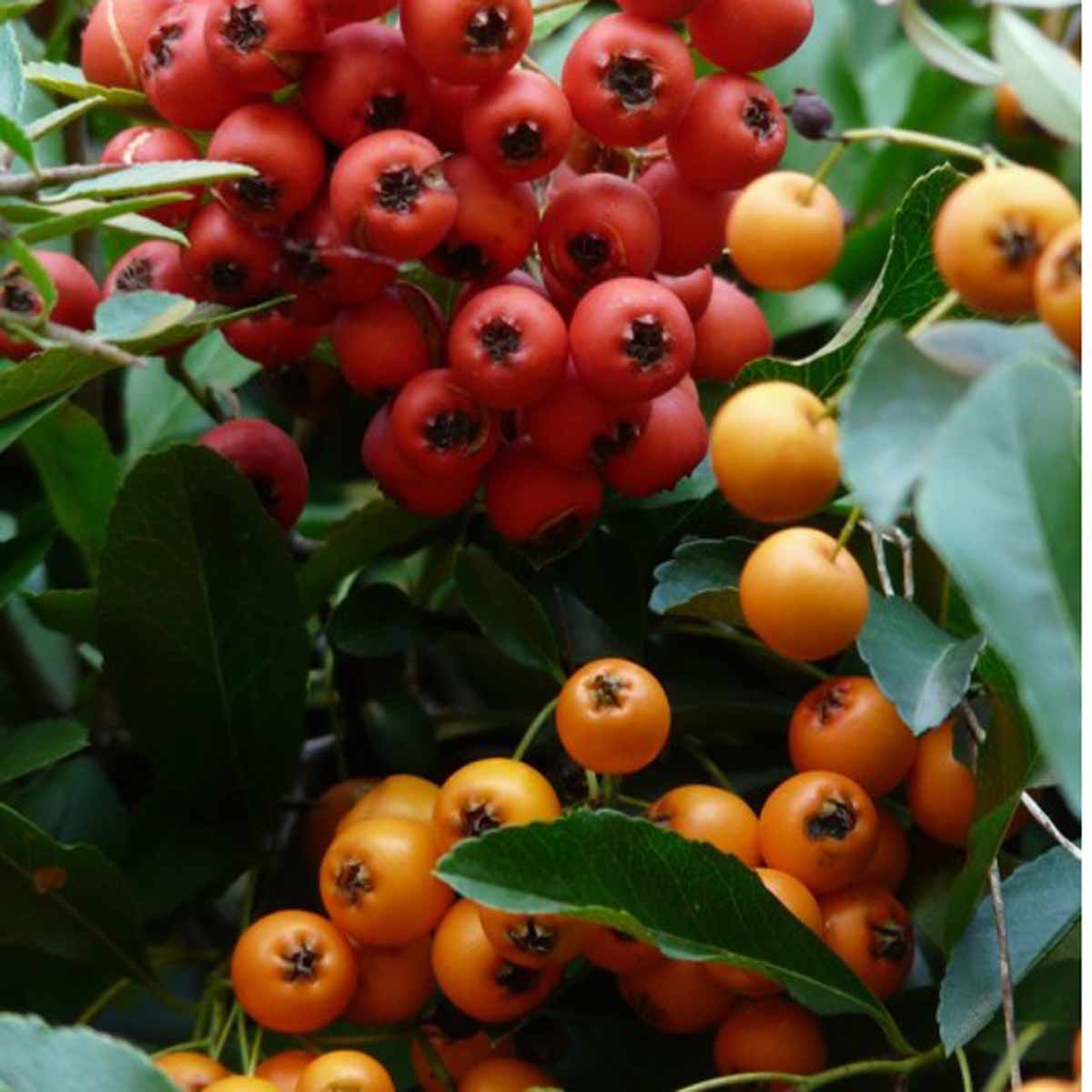 Pyracantha