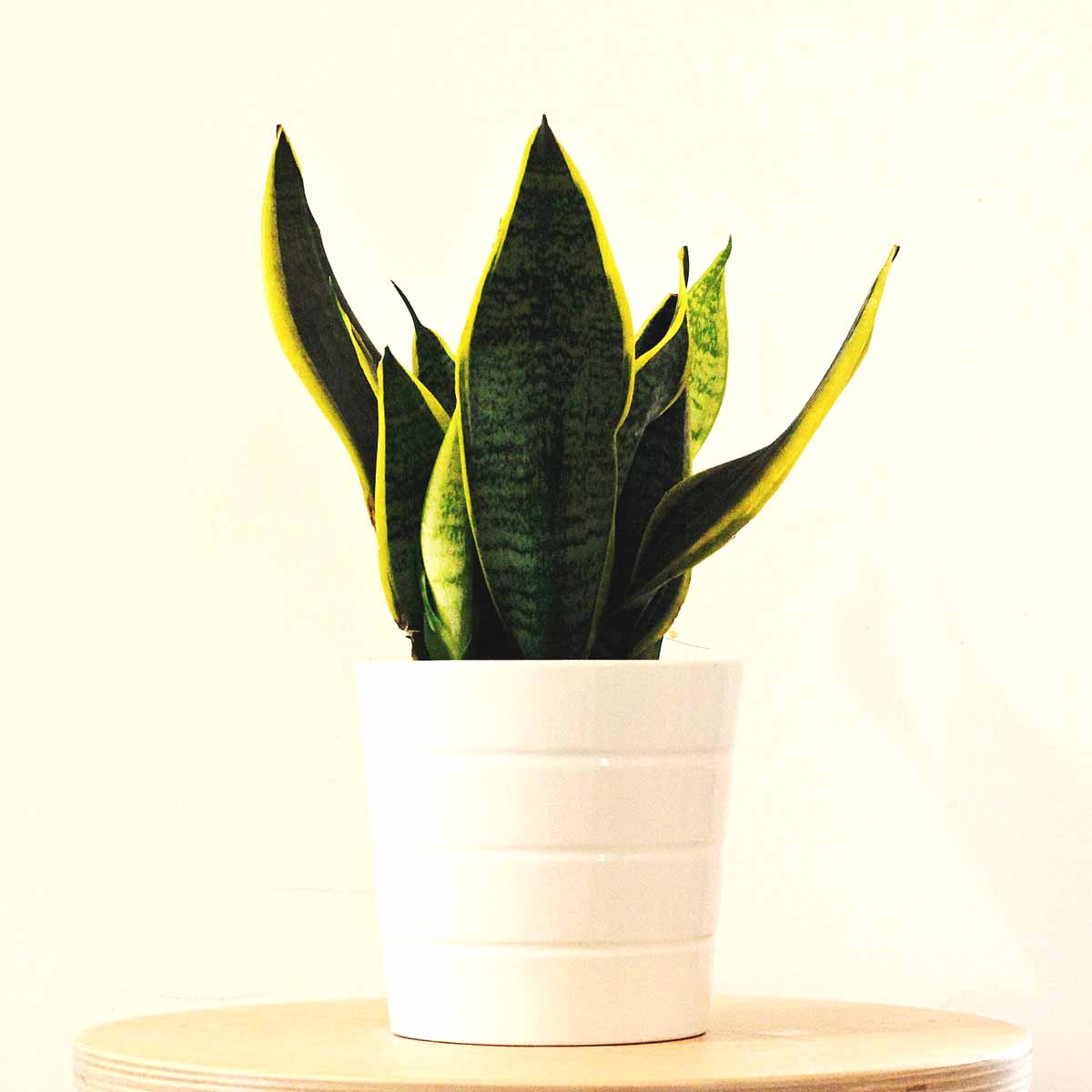 Sansevieria trifasciata “Laurentii”