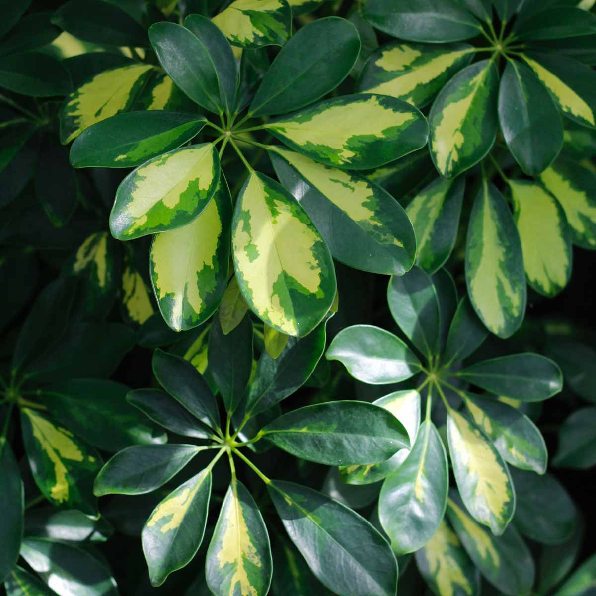 Schefflera actinophylla