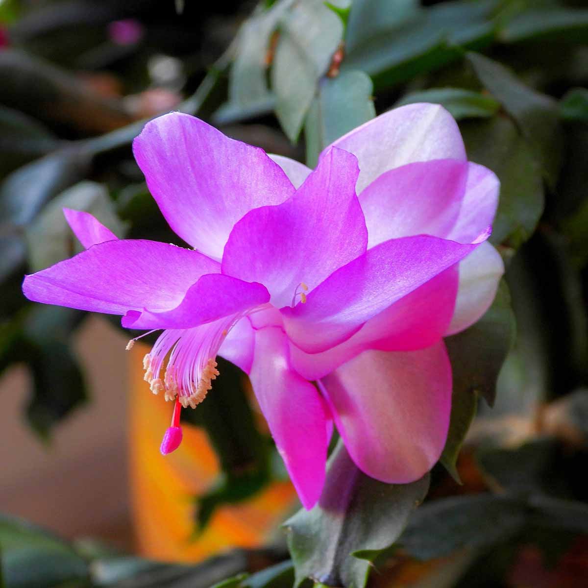 Schlumbergera truncata