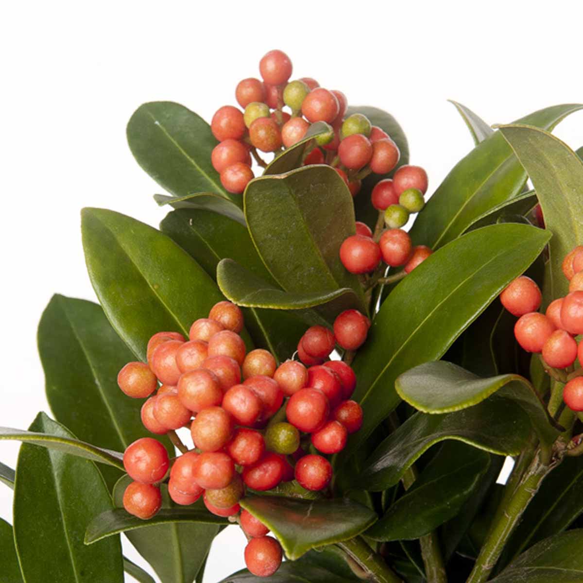 Skimmia japonica