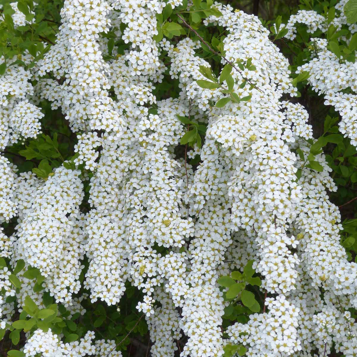 Spiraea