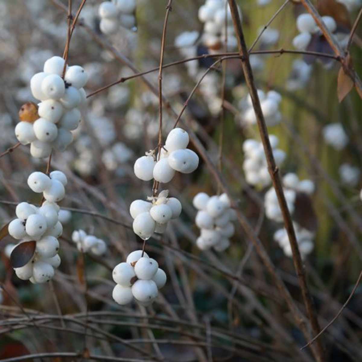 Symphoricarpos