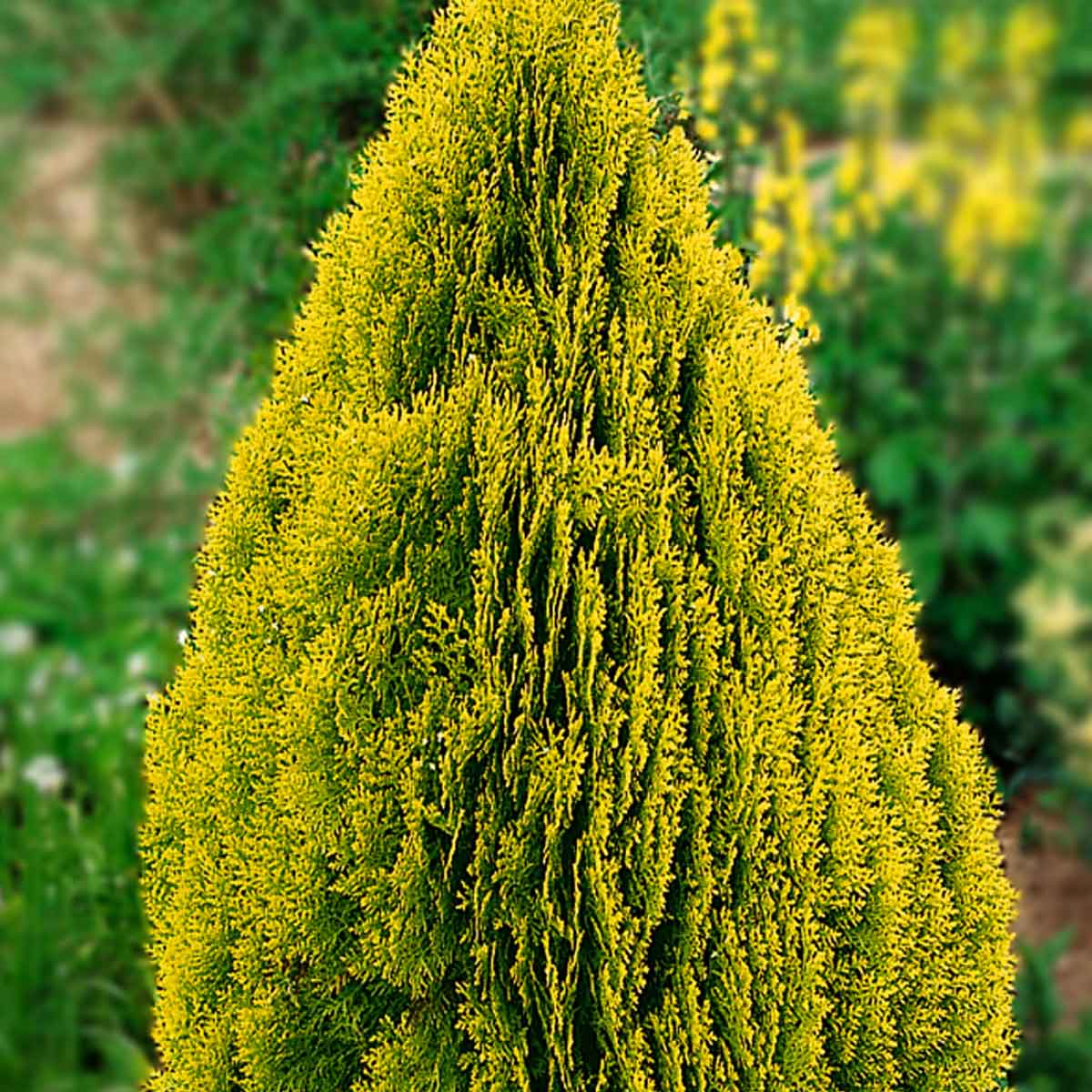 Thuja occidentalis