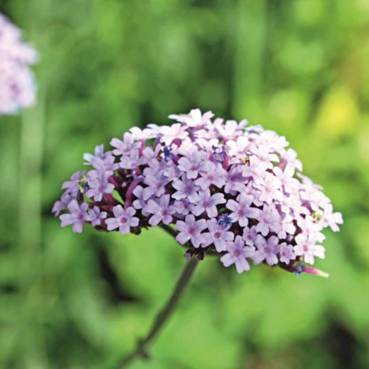 Verbena hybrida