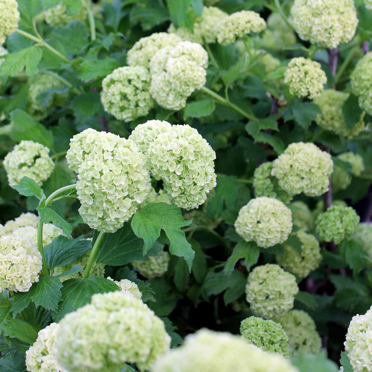 Viburnum opulus