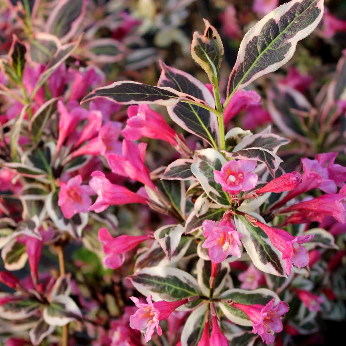 Weigela