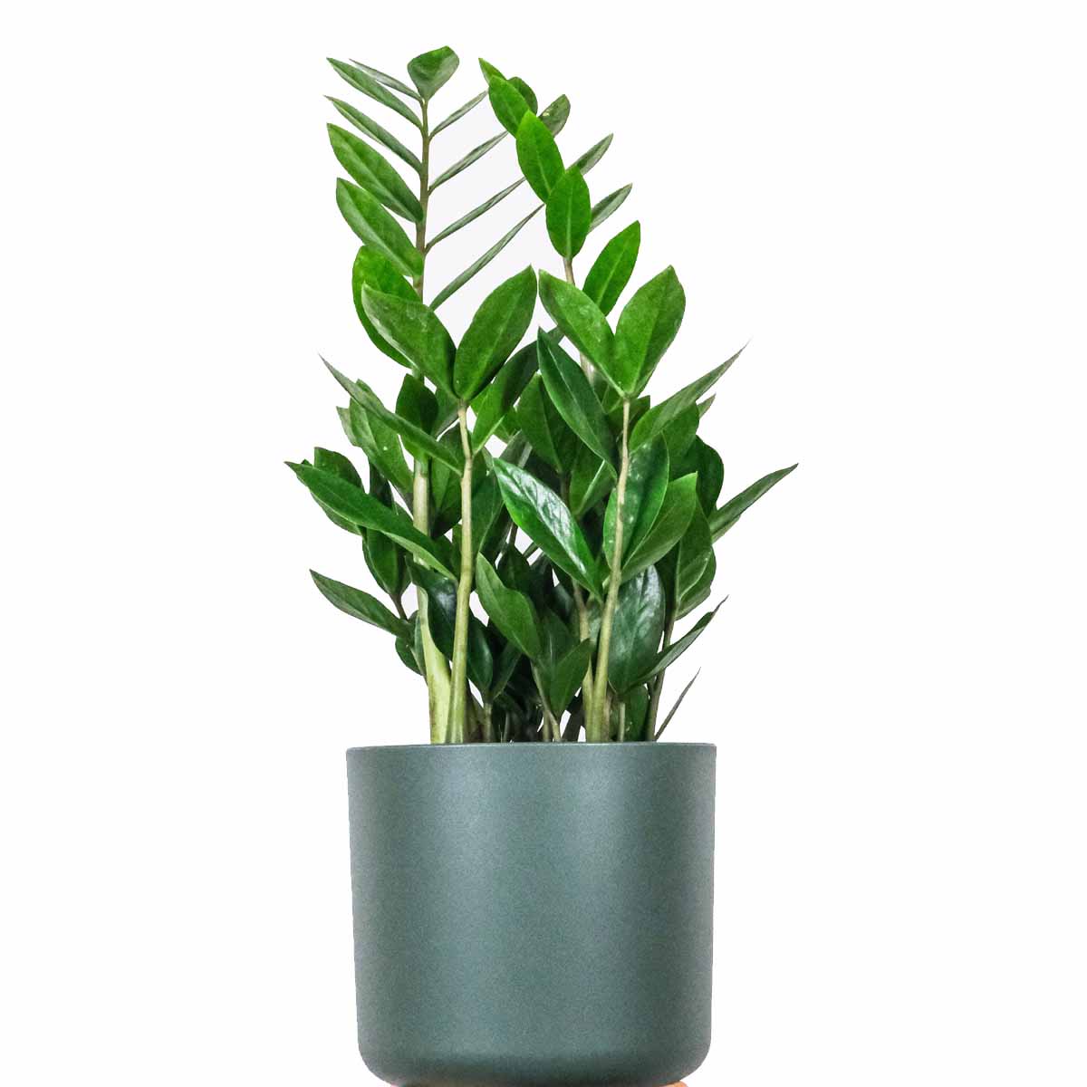 Zamioculcas zamiifolia