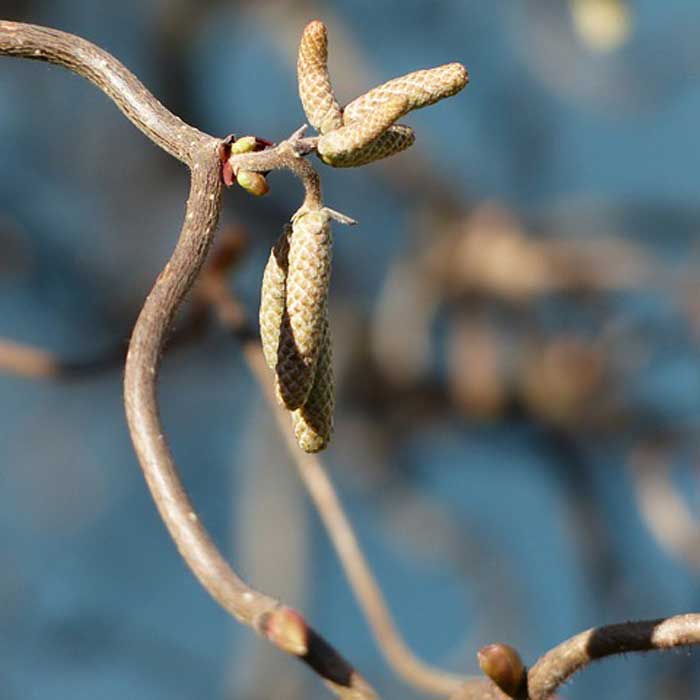 Corylus avellana o Nocciolo contorto