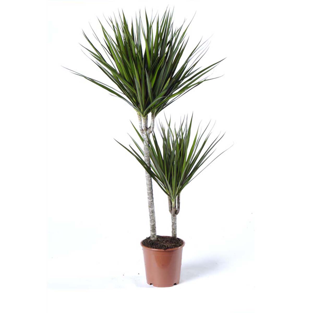 Dracaena marginata