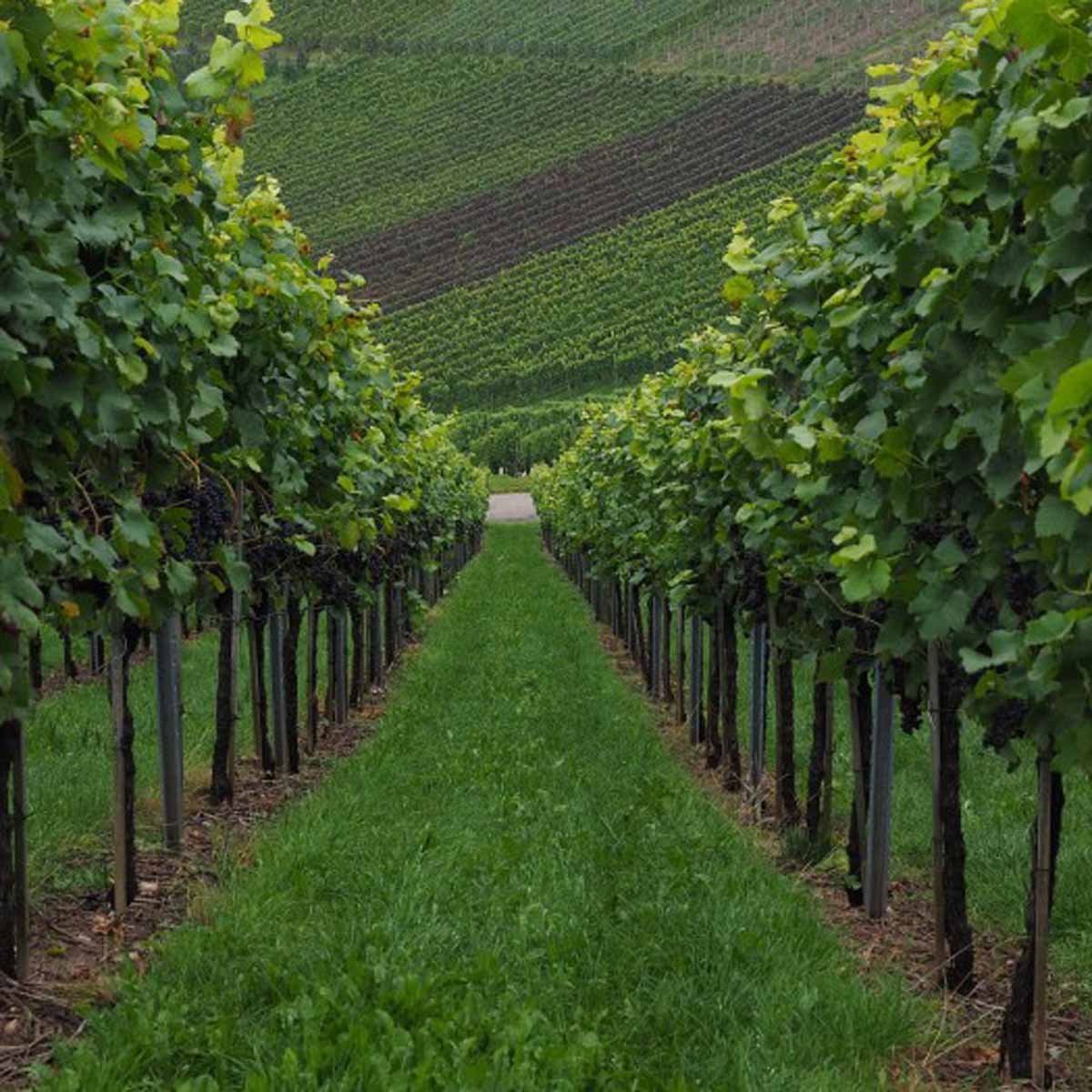 La potatura verde della vite