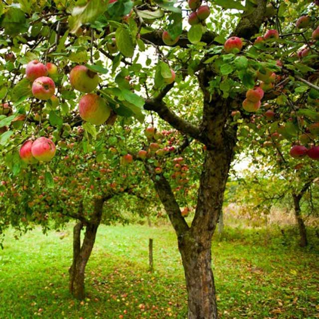 Consigli per la messa in dimora dell’albero da frutto