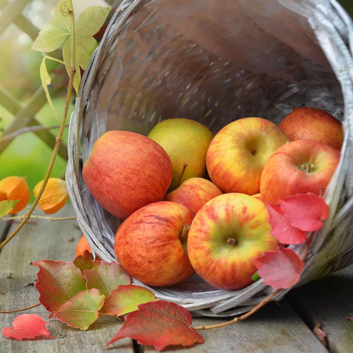 Consigli per la raccolta dei frutti