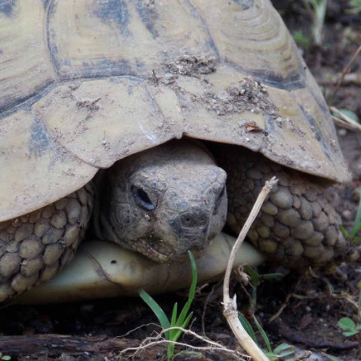 Il terrario per le tartarughe di terra