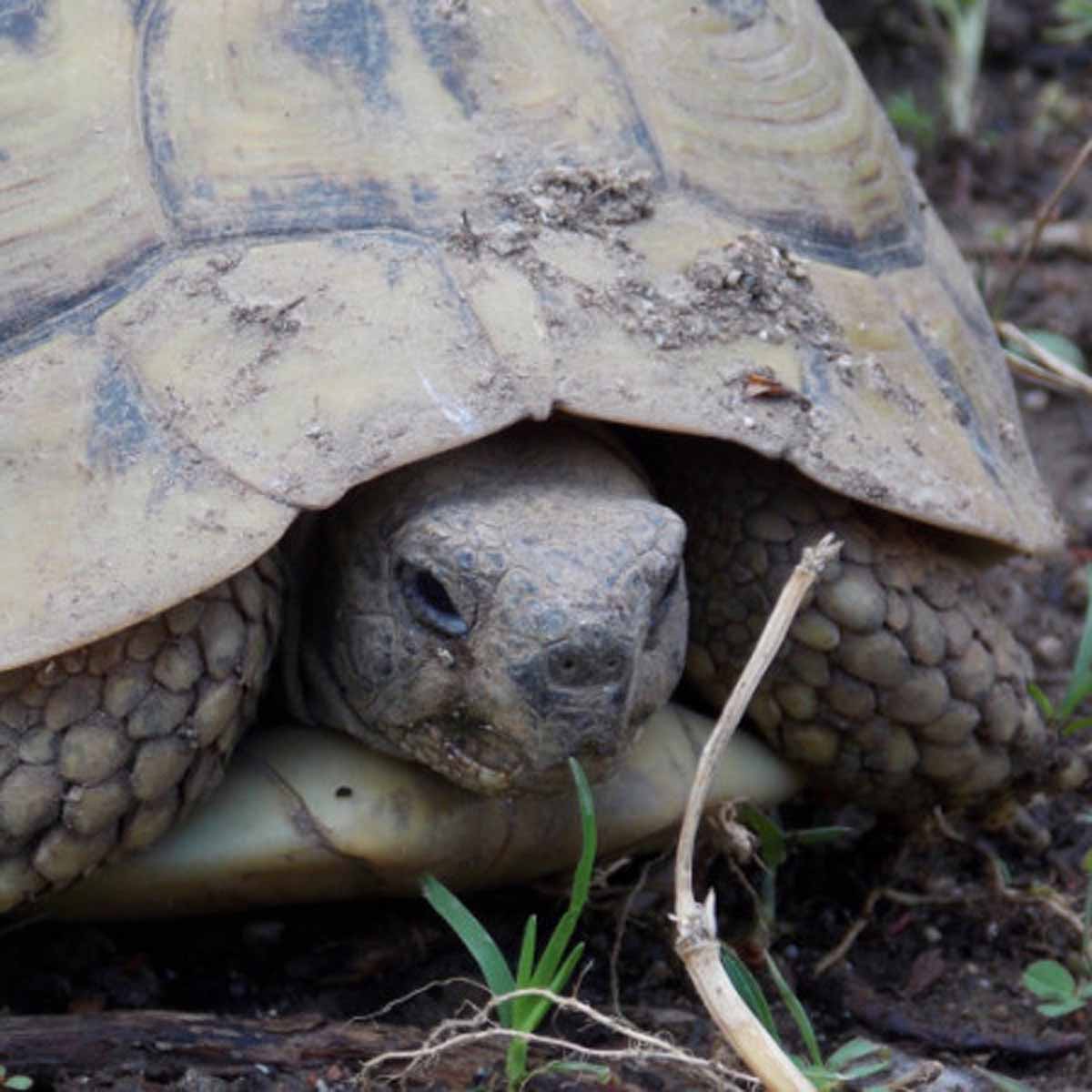 Terrario: i consigli per realizzarlo e dove tenerlo in casa