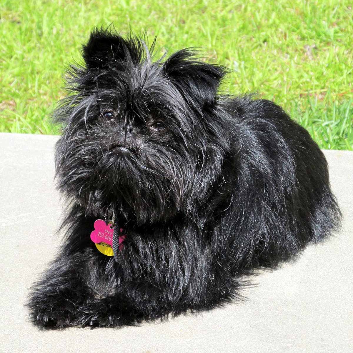 Il cane Affenpinscher, bravo guardiano…