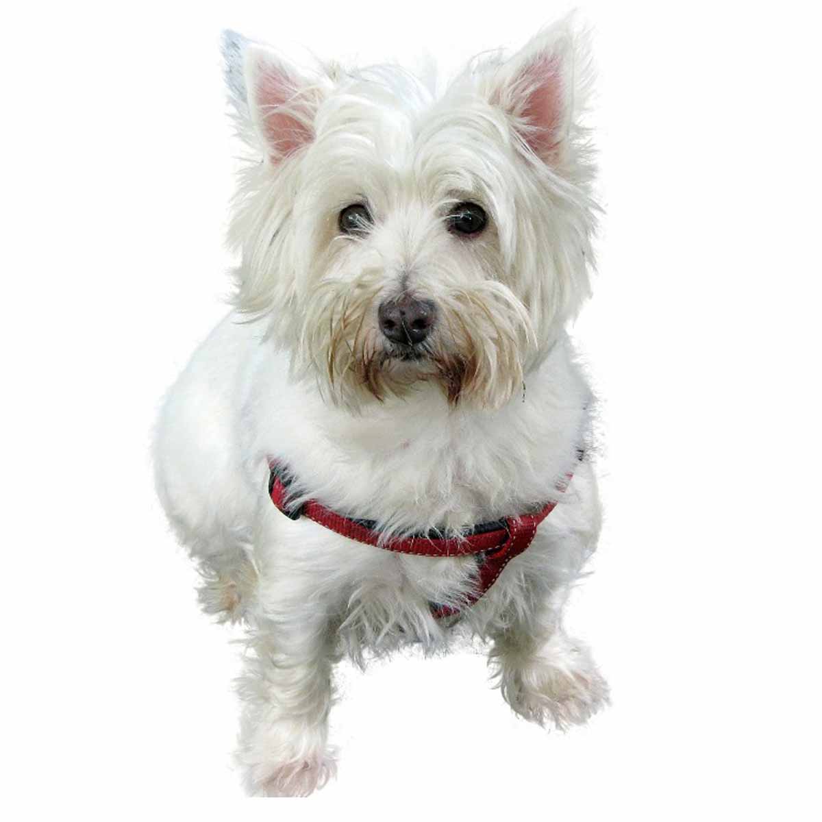 West Highland White Terrier