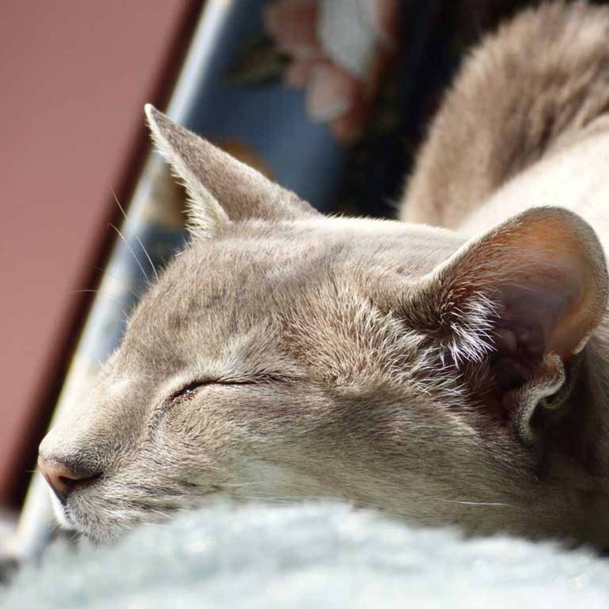 Il gatto siamese