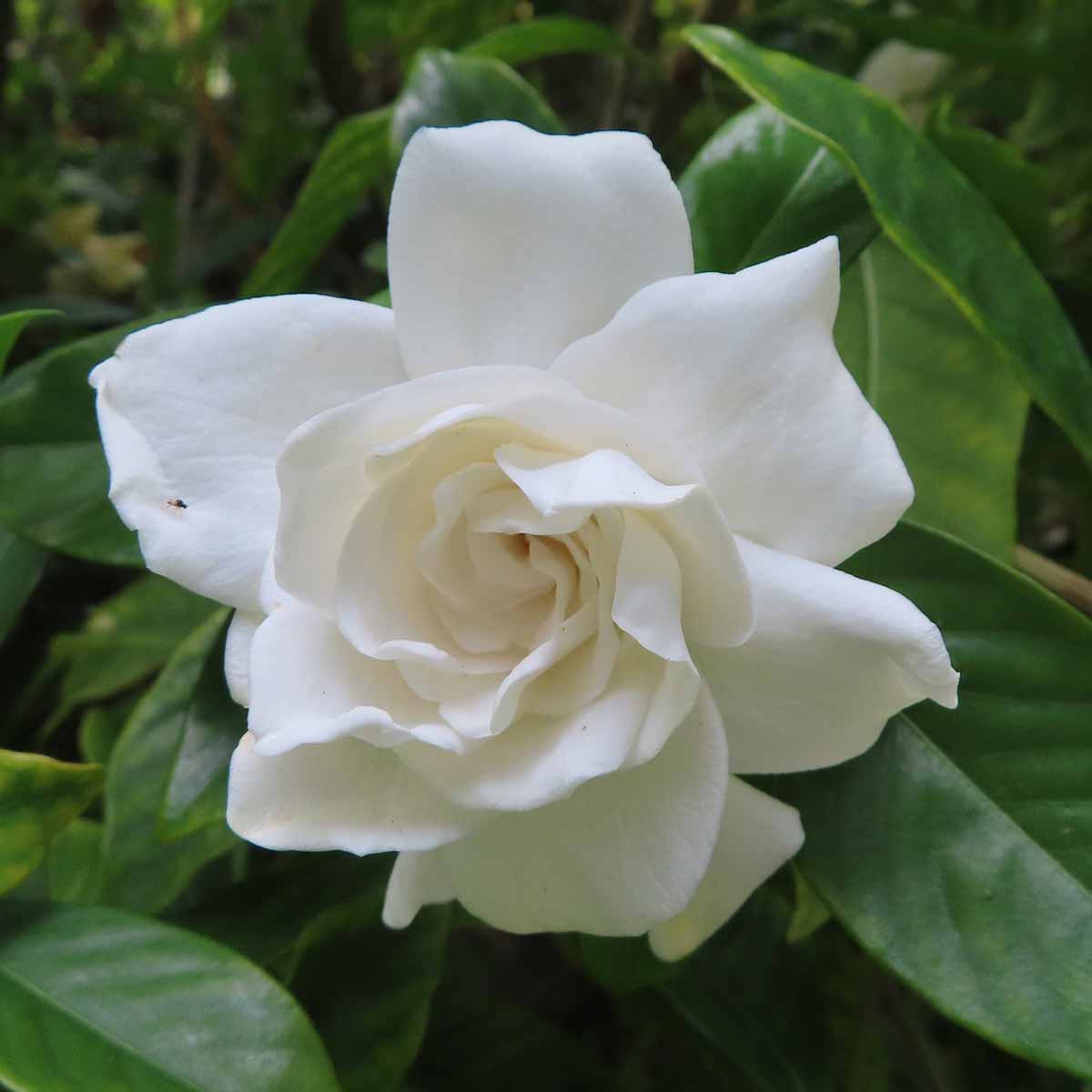 Gardenia jasminoides