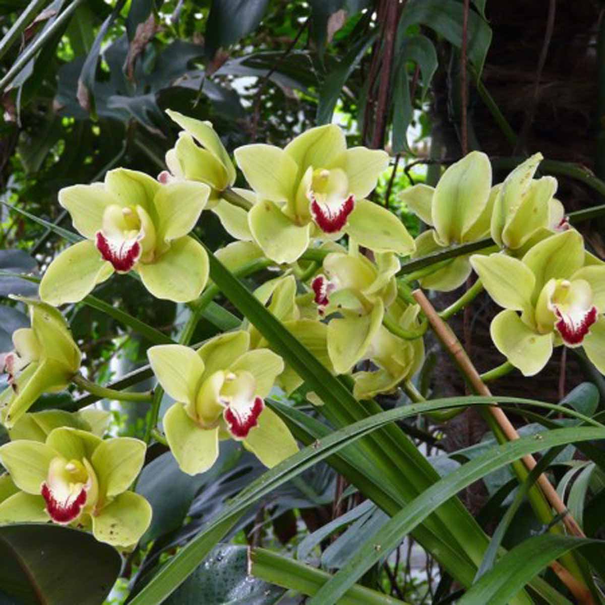 Orchidea Cymbidium