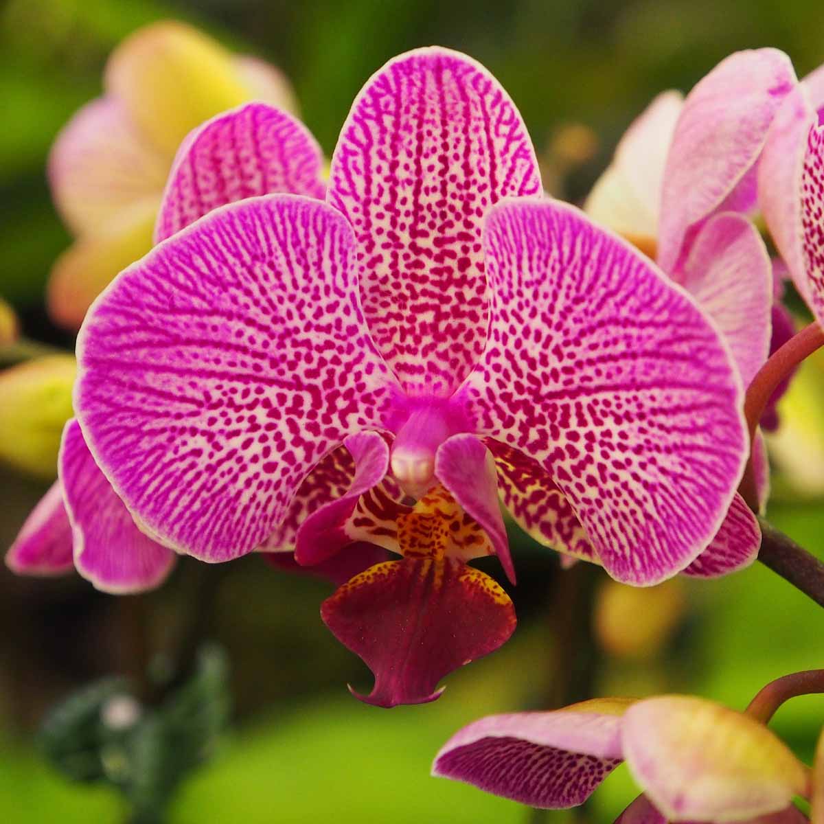 Orchidea Phalaenopsis