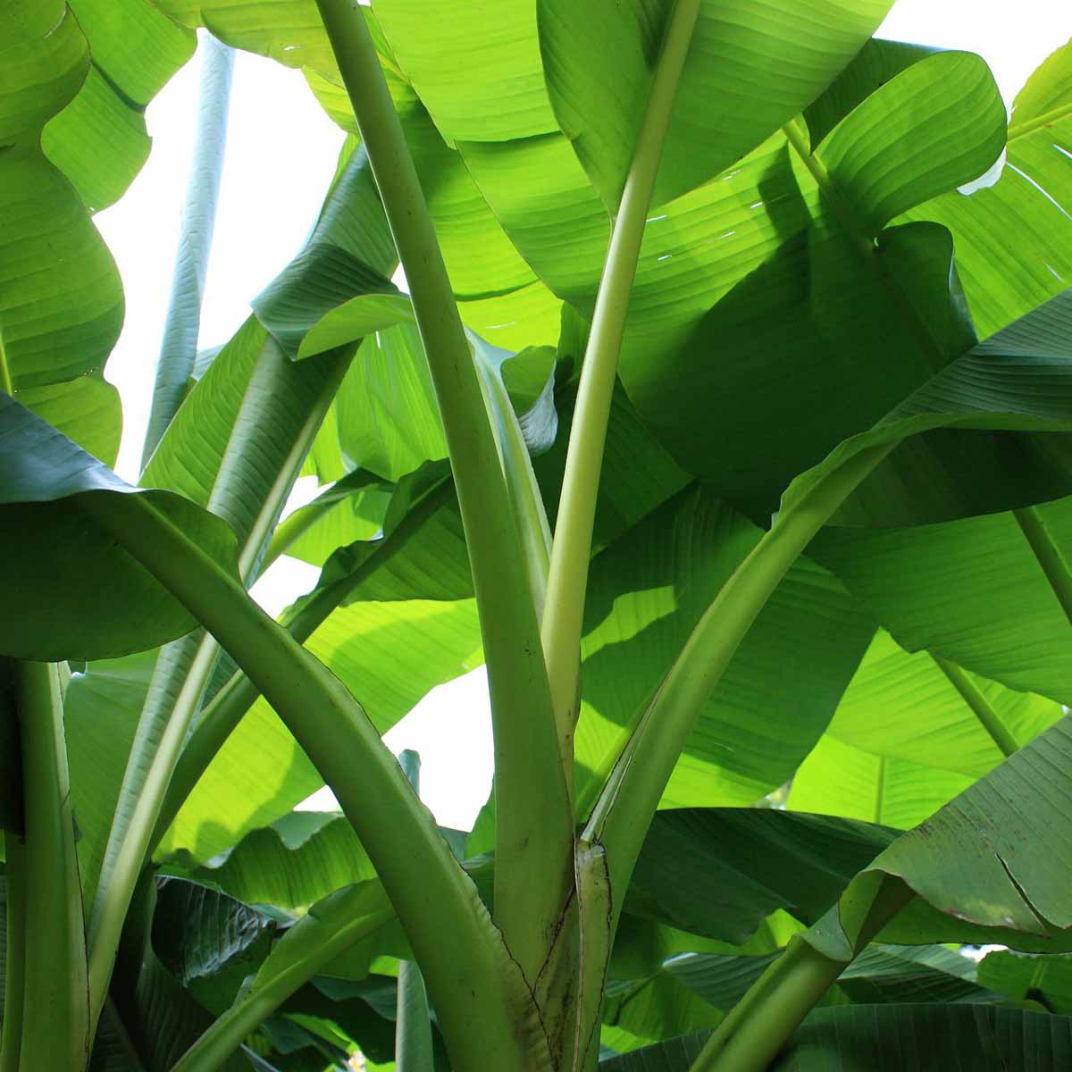 Ensete ventricosum ‘Maurelii’ (Banano rosso o selvatico)