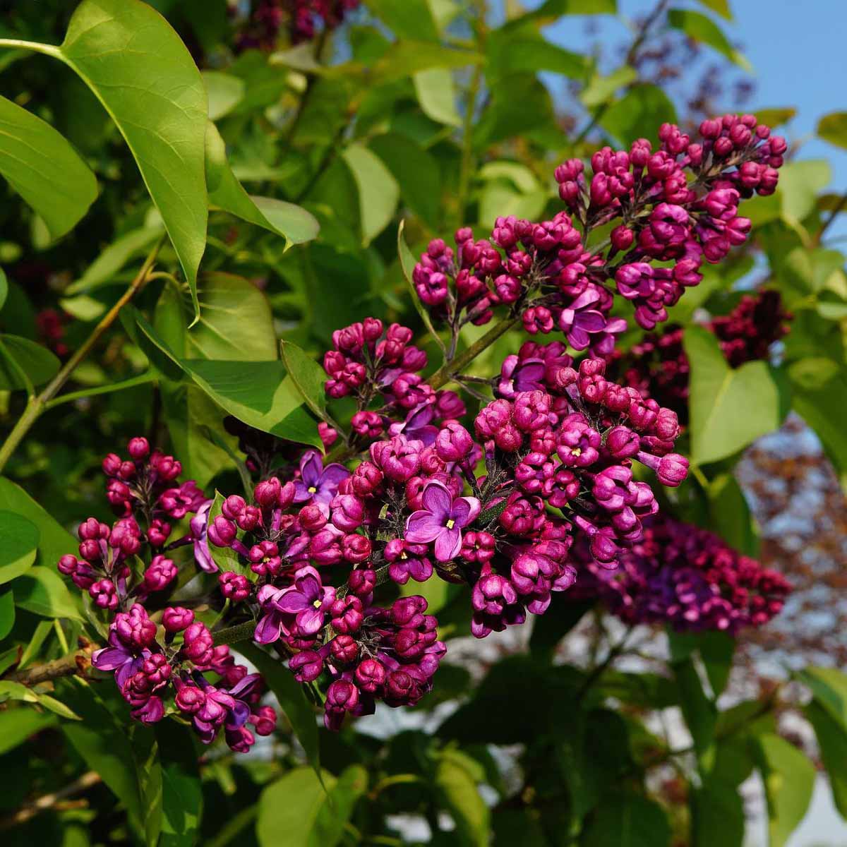 Lillà, fiori e varietà