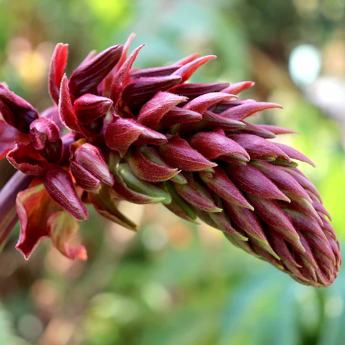 Melianthus major (Melianto maggiore)