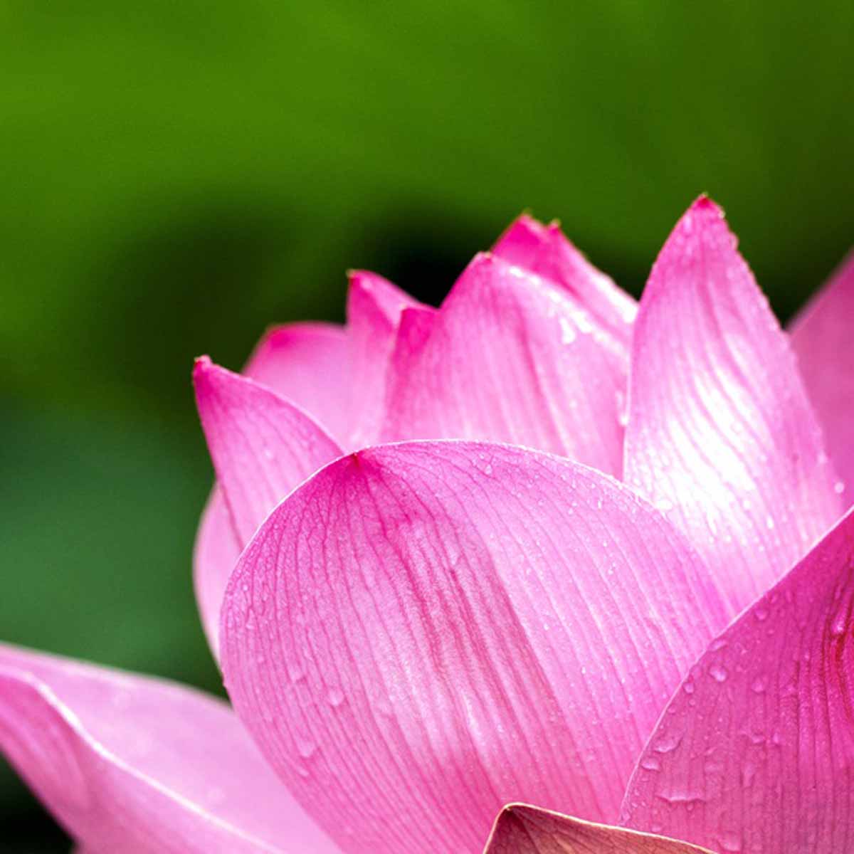 Nelumbo nucifera (Fiore di loto)
