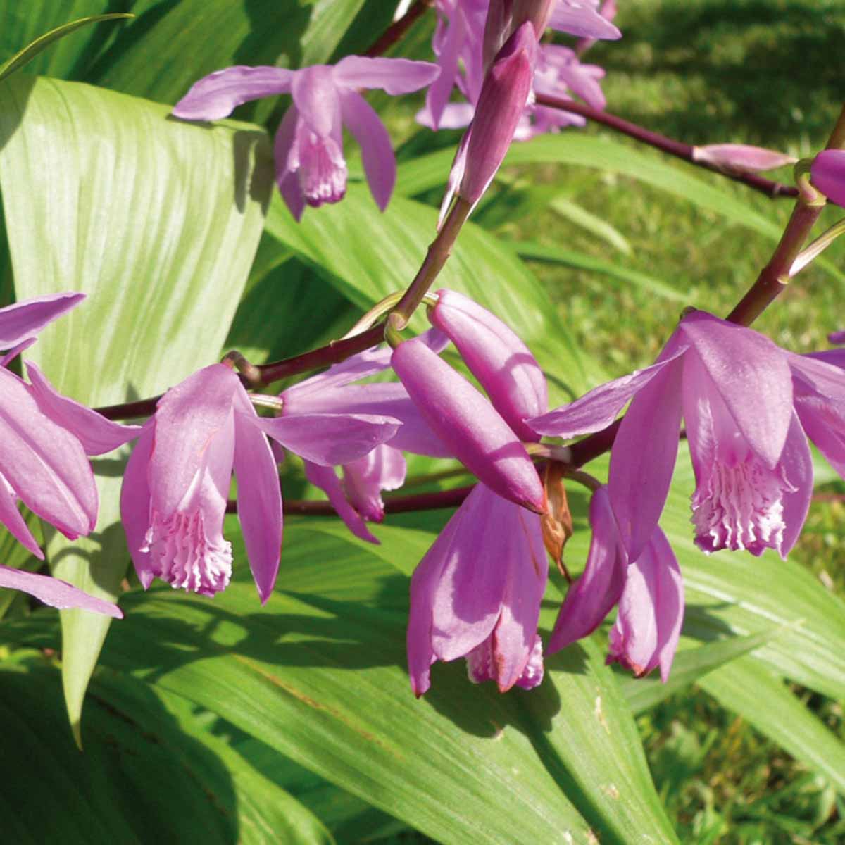 Orchidee: Bletilla striata