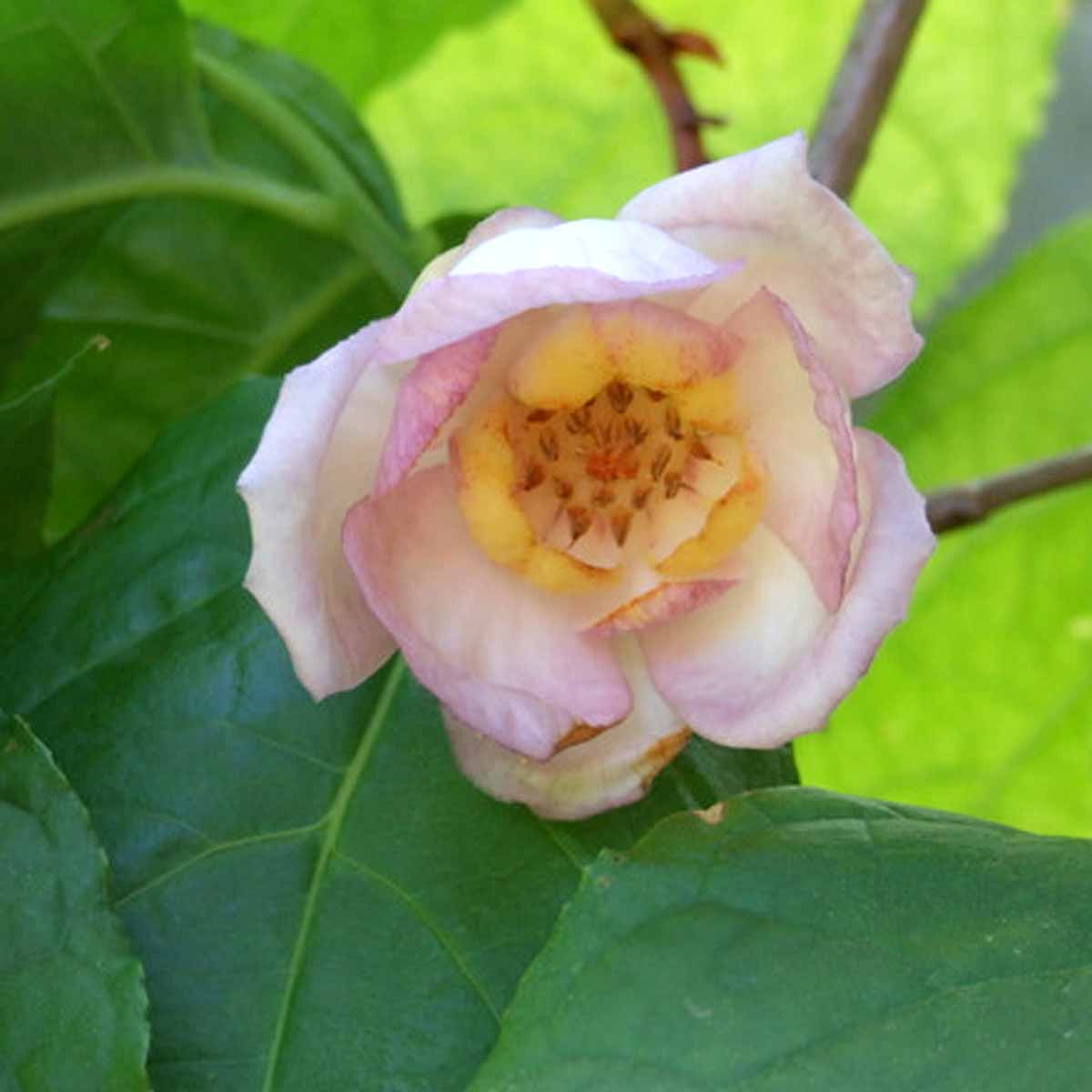 Sinocalycanthus sinensis (Calicanto cinese)