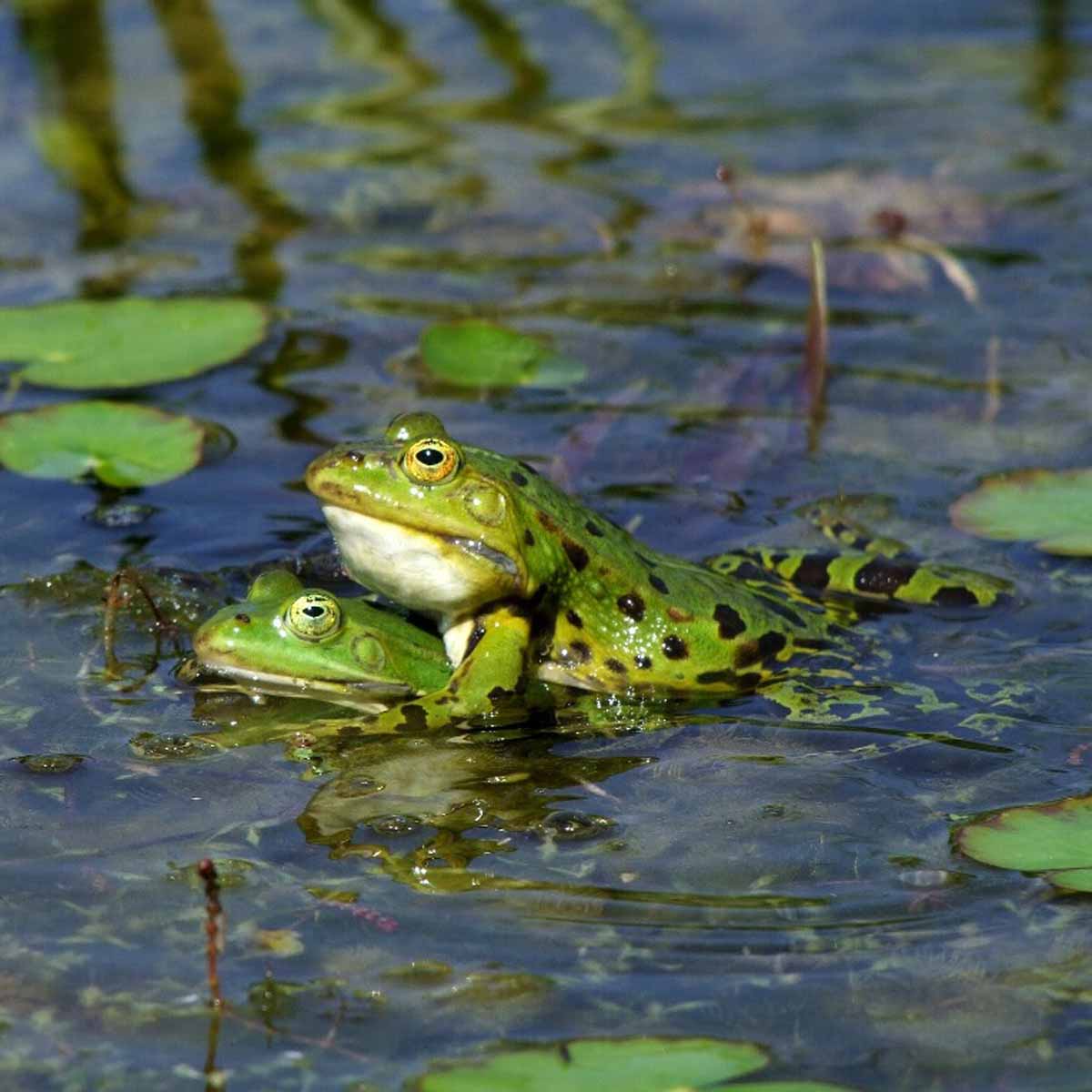 La rana Bombina orientalis