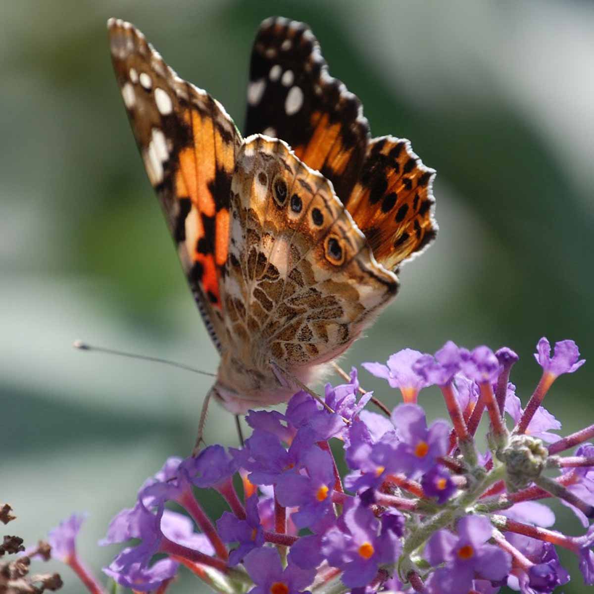 Buddleia