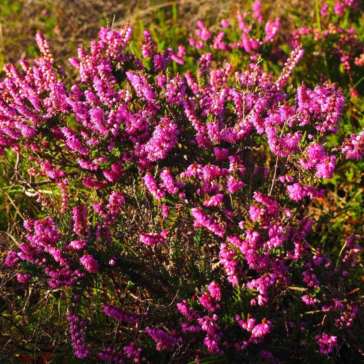 Calluna vulgaris (Brugo)