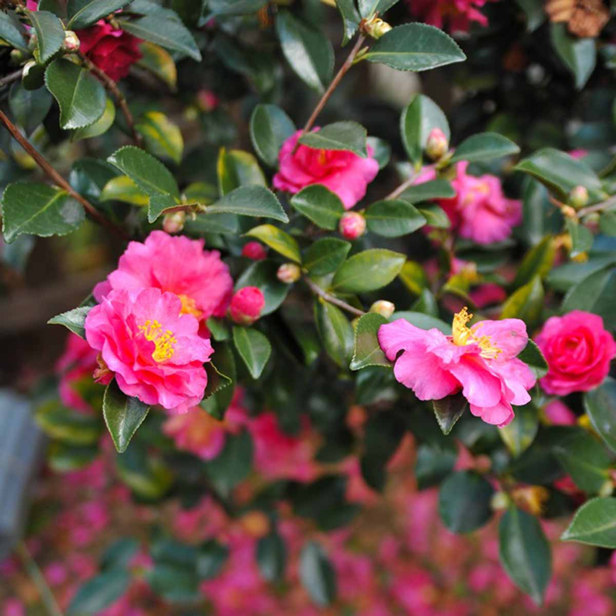 Camellia sasanqua