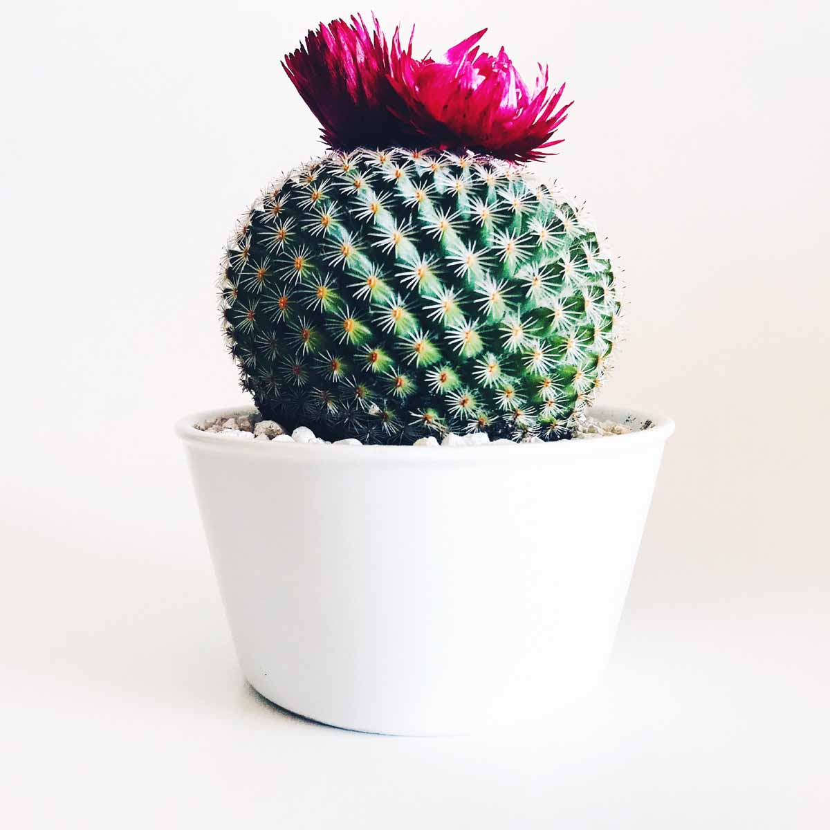 Cactus: i segreti della loro coltivazione
