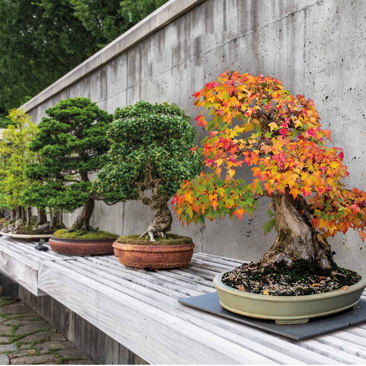 I bonsai all’aperto