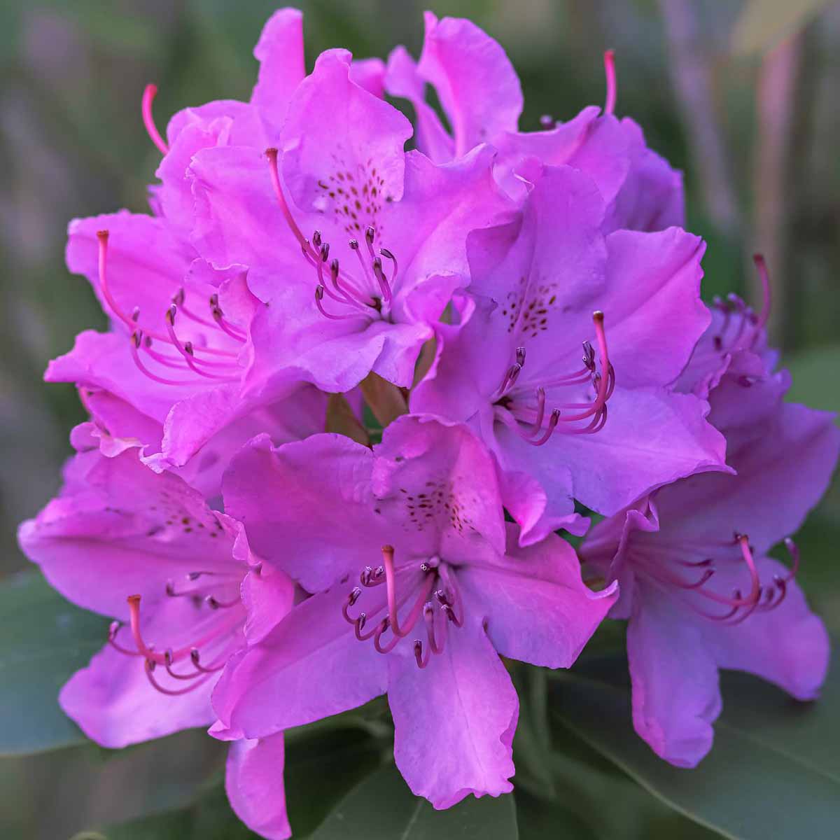 Il rododendro