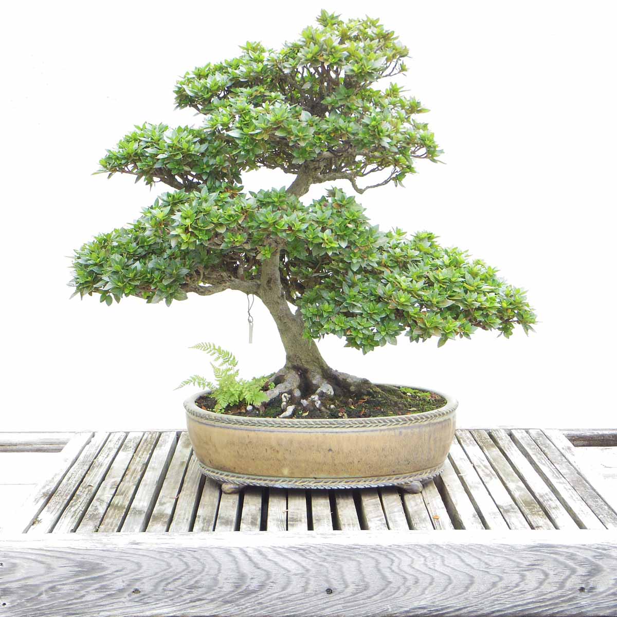 La coltivazione del bonsai