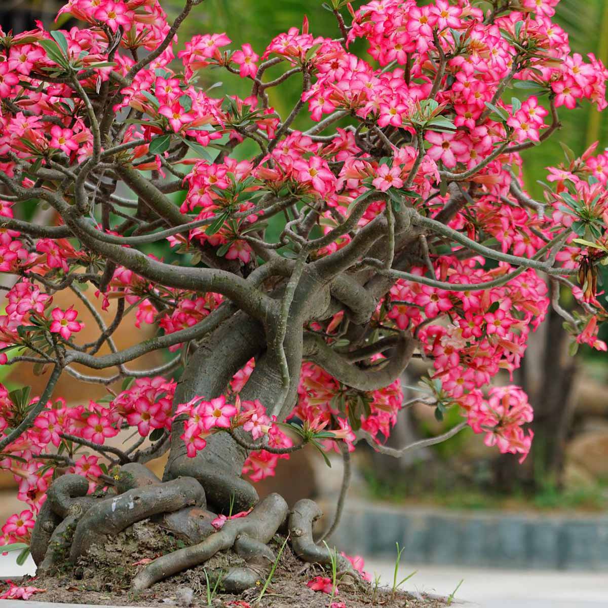 Macrobonsai in giardino