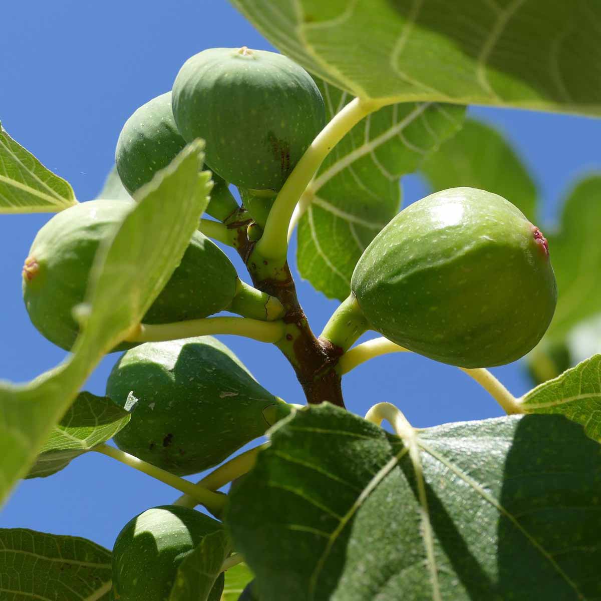 Fico: il suo posto è in giardino