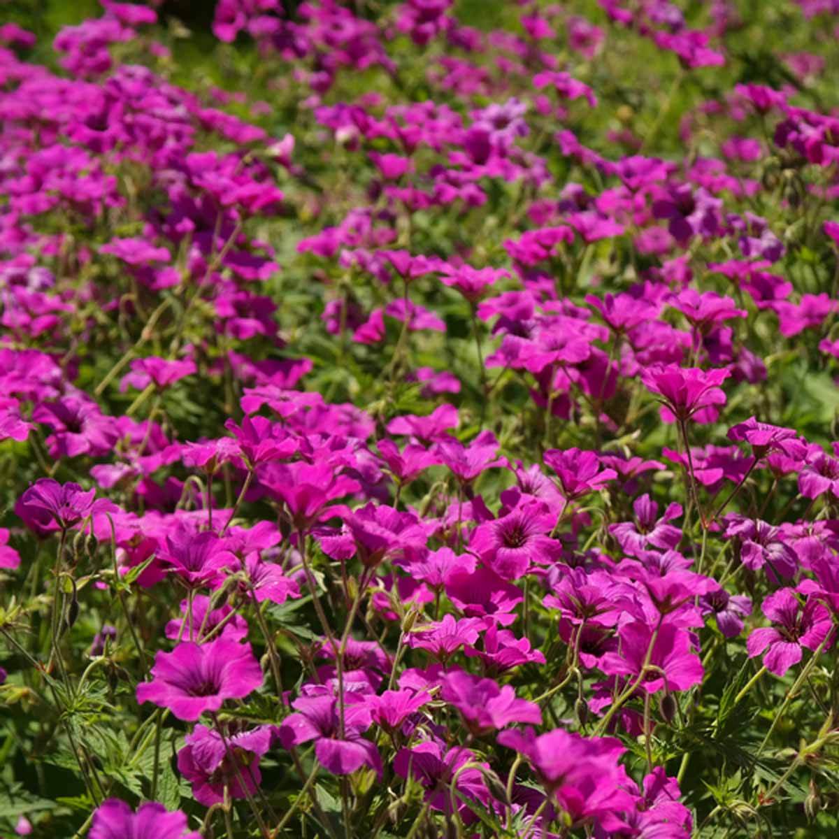 Geranium generosi e versatili