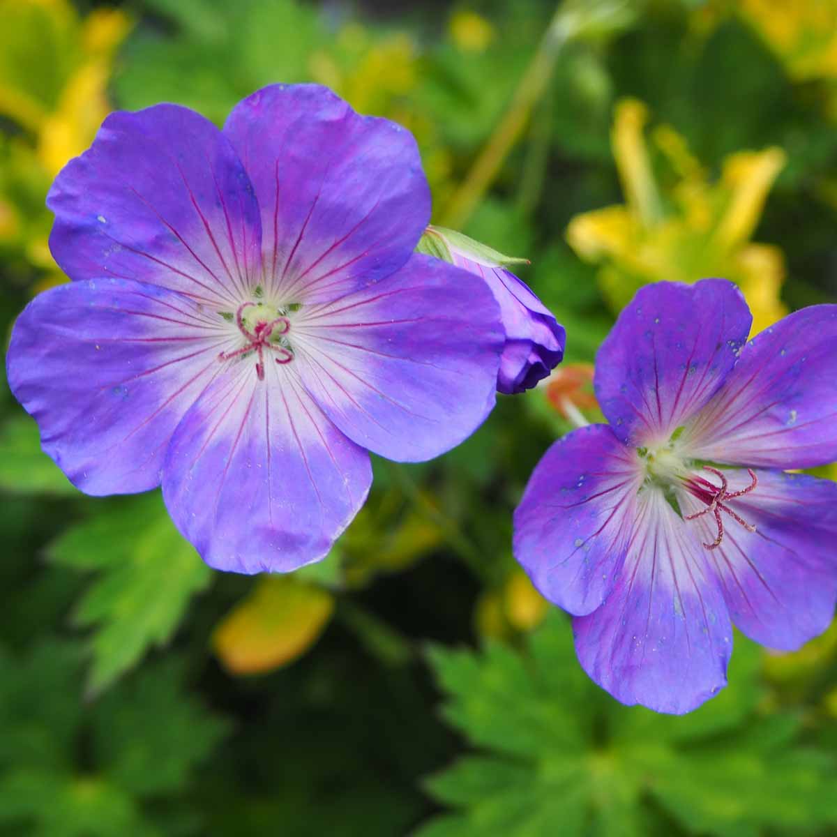 I geranium striscianti