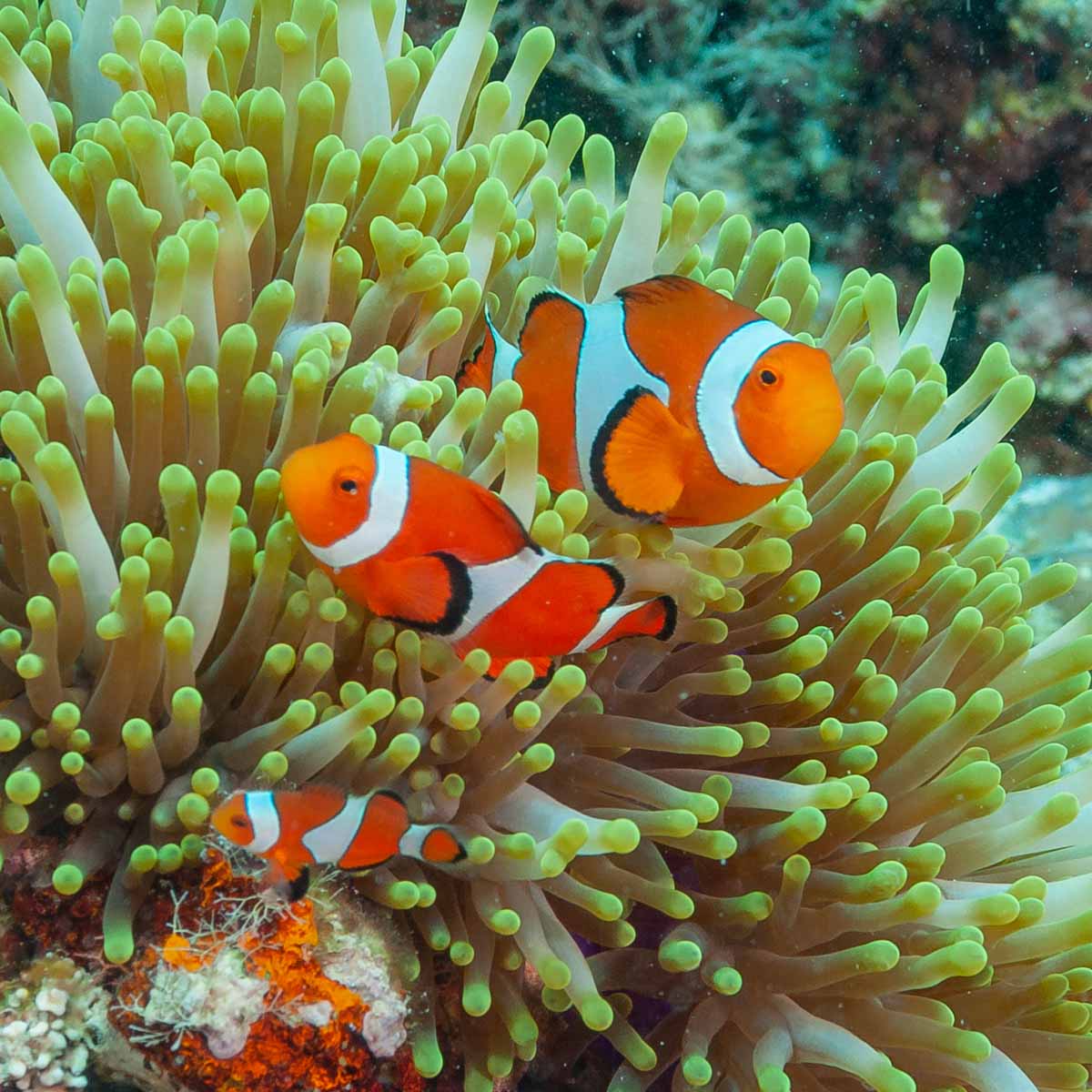 Pesce pagliaccio (Amphiprion ocellaris)