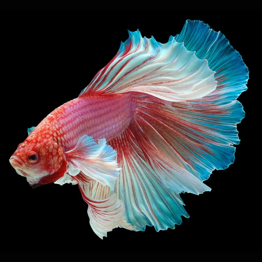 Pesce combattente (Betta splendens)