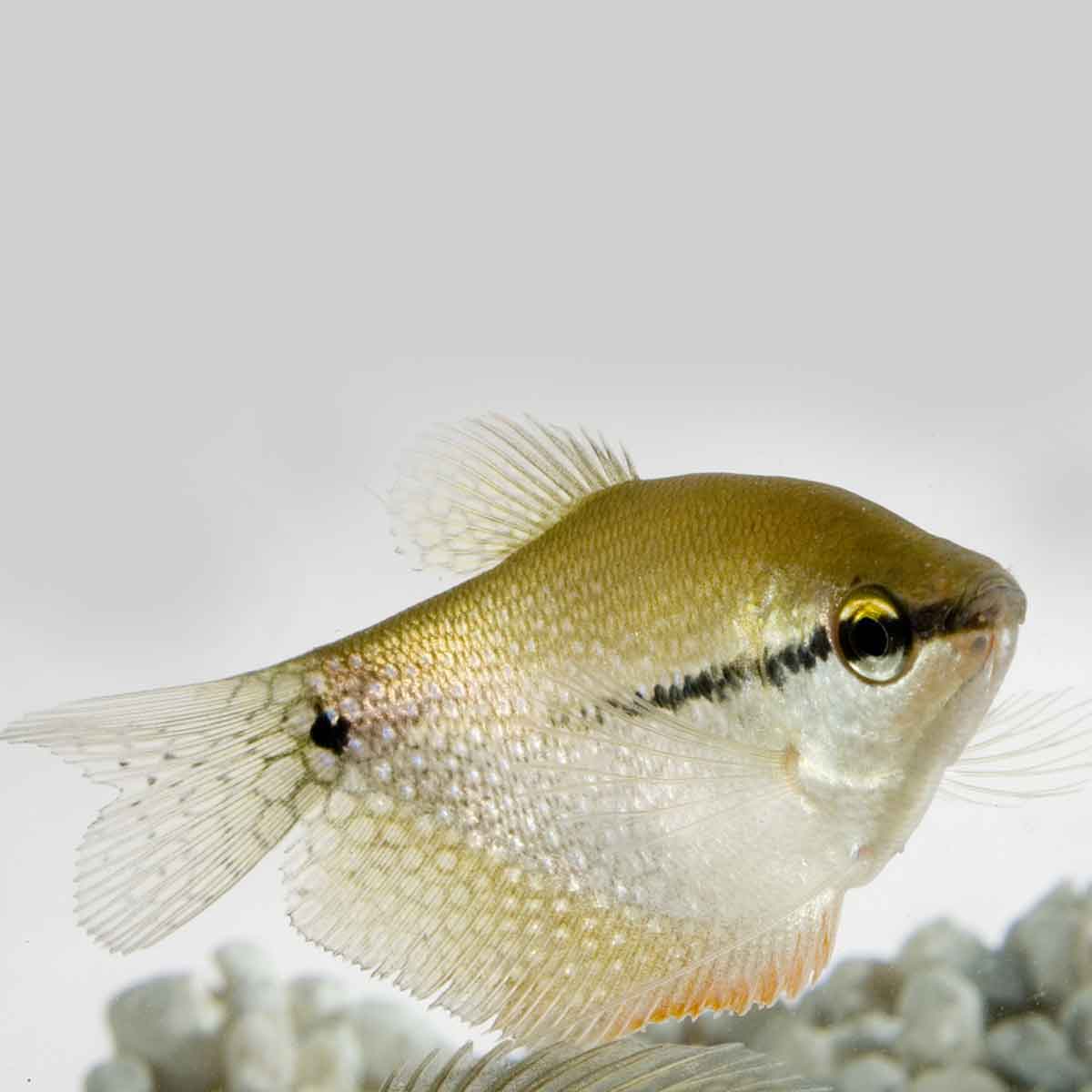 Gourami perlaceo