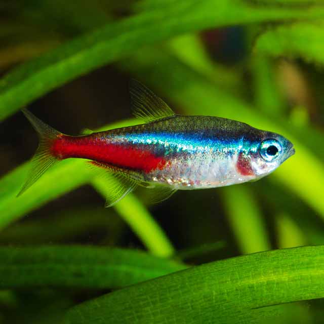 Il pesce neon (Paracheiridon Innesi)